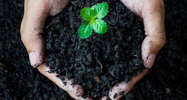 image of a small plant in soil in a person's hands